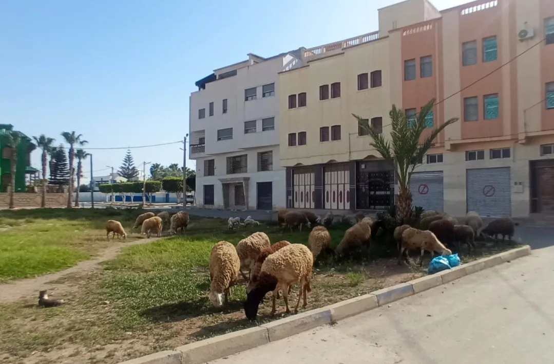 رعي الأغنام وسط مدينة الناظور يثير غضب مستعملي طريق والساكنة