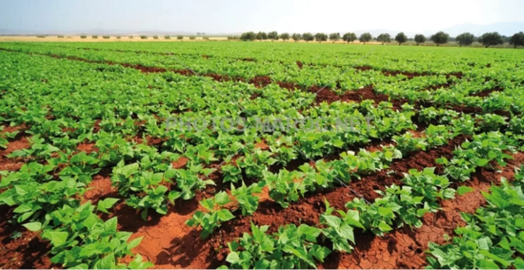 وزير الفلاحة :      الجفاف يقلص المساحة المزروعة بالحبوب بـ31 في المائة بالمغرب