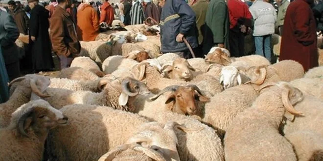 ضغوط اقتصادية تهدد قدرة المواطن المغربي على شراء الأضاحي