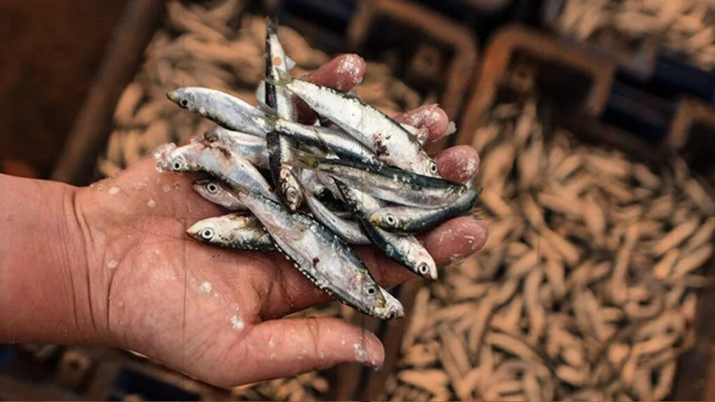فضيحة صيد الأسماك الصغيرة بسواحل المغرب … تطبيق العقوبات وضرورة الإجراءات الصارمة