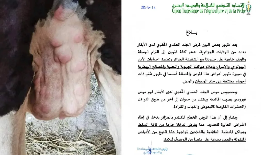 ظهور وانتشار مرض معدٍ وخطير جدا بـ”الجزائر” و ينتقل للإنسان