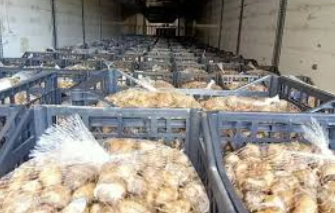 جهة الأندلس الإسبانية تخصص 4 ملايير سنتيم لإستيراد الحلزون من المغرب