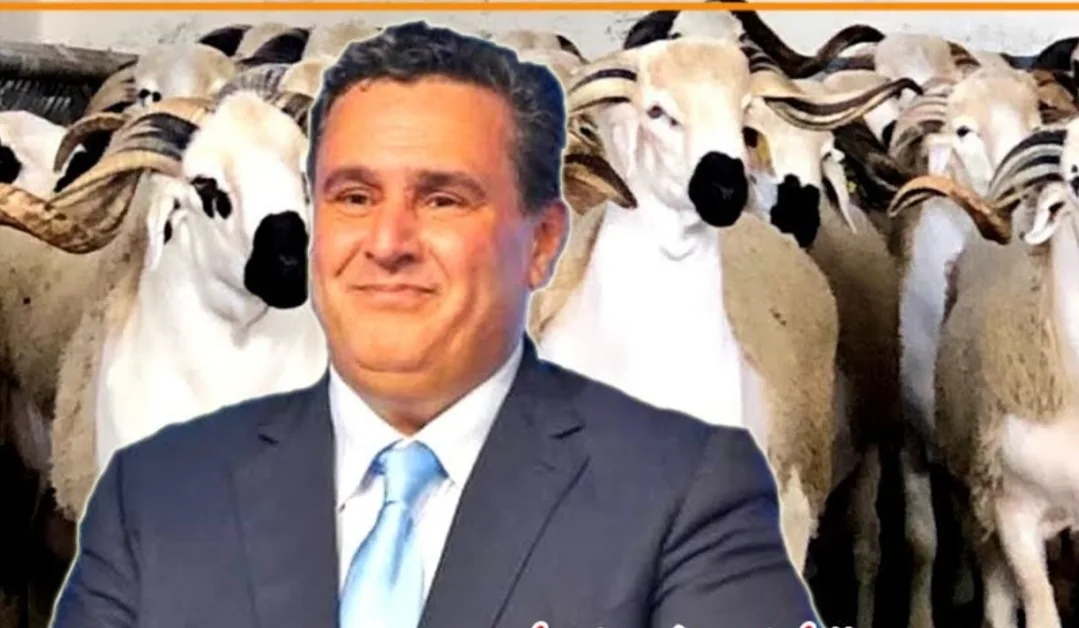أخنوش يرقص على إنجازات “تاريخية” التي عادت بالسوء على المواطنين … ومغاربة يصفون عيد الأضحى بأنه “خارج استطاعتهم”