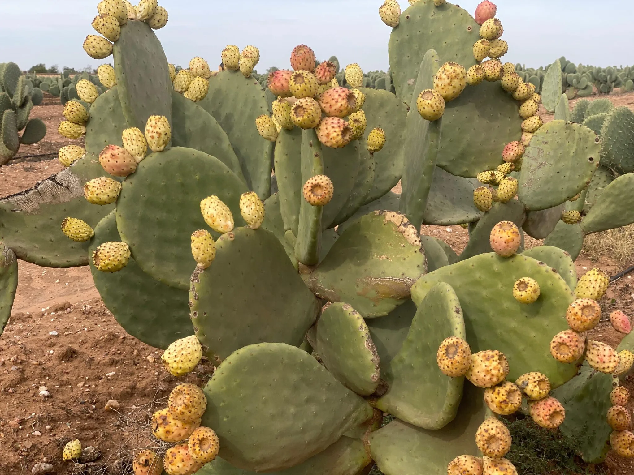تحديات توسع زراعة التين الشوكي المقاوم للحشرة القرمزية في المغرب
