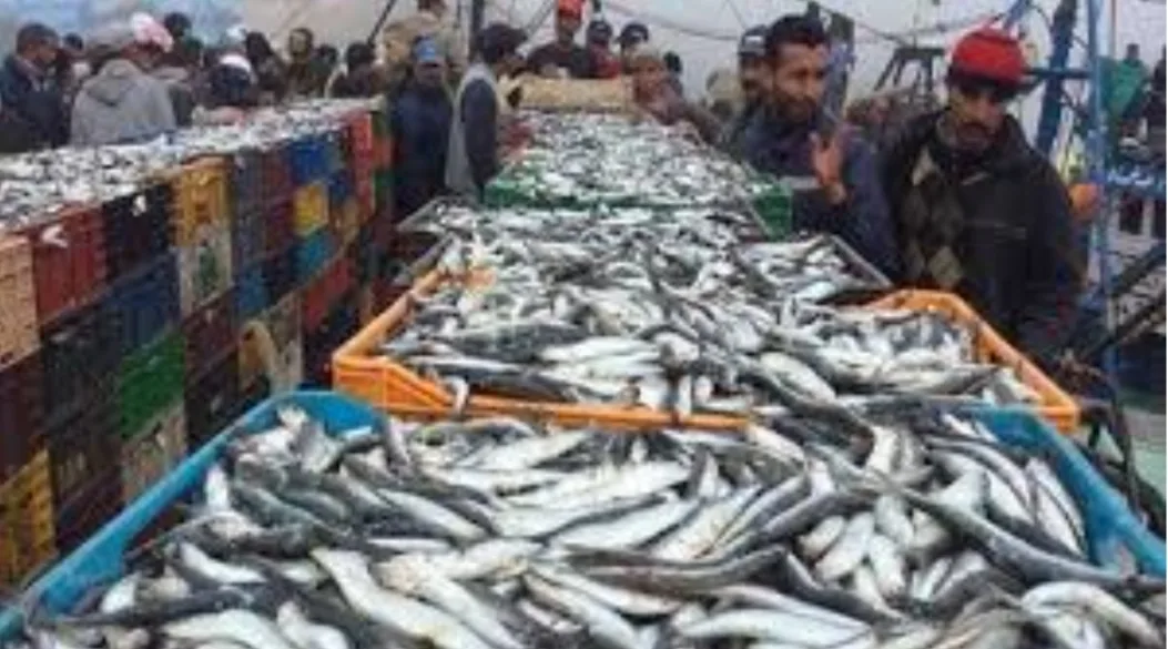 تراجع قيمة الصيد الساحلي والتقليدي بالمغرب