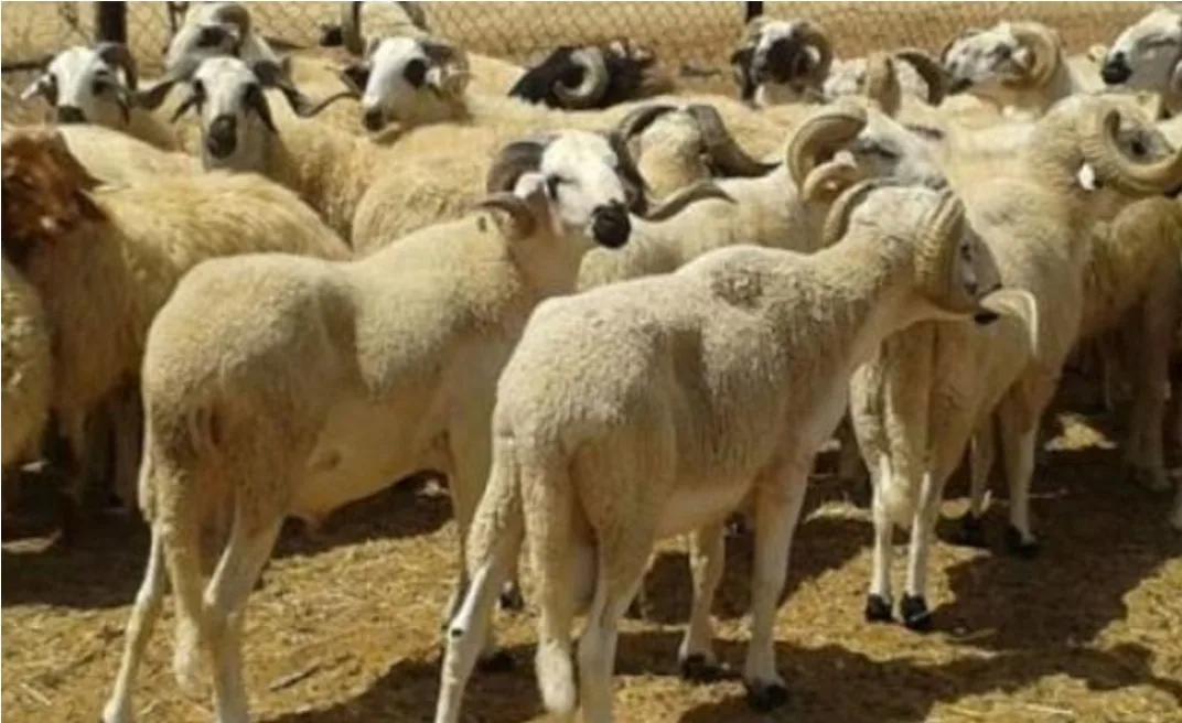 وزير الفلاحة :    عدد الحيوانات في المغرب يتجاوز 28 مليون رأس