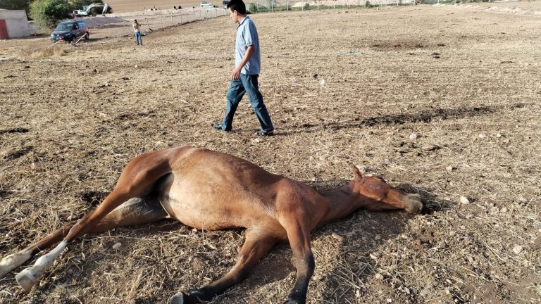 حالة استنفار بسطات بعد وفاة 6 خيول ونقل شخصين إلى المستشفى بسبب مياه ملوثة