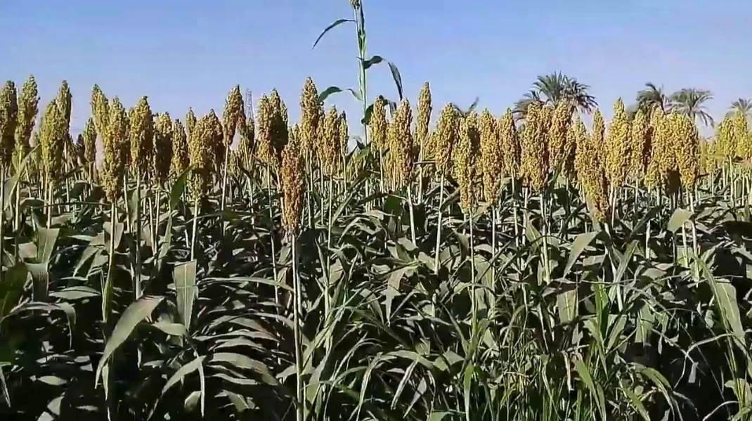 خطير :    مدير الحوض المائي لملوية يتعنت في تنفيذ قرار حكومي ويتسبب في ضياع أشجار العنب والزيتون بإقليمي الناظور وبركان