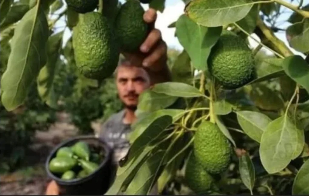 رغم الاجهاد المائي… زيادة الطلب على لافوكا المغربي