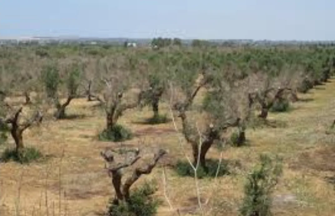 أشجار الزيتون بدون غلة … وزيتها سيصل 150 درهم للتر بعد الجني