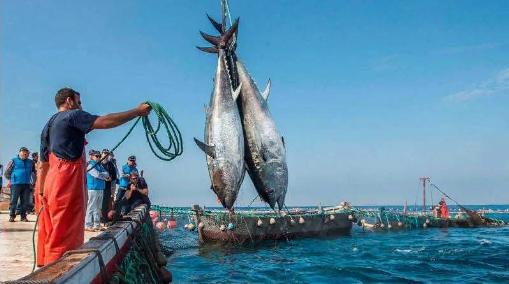 تراجع حاد في مفرغات الصيد الساحلي والتقليدي بميناء طنجة