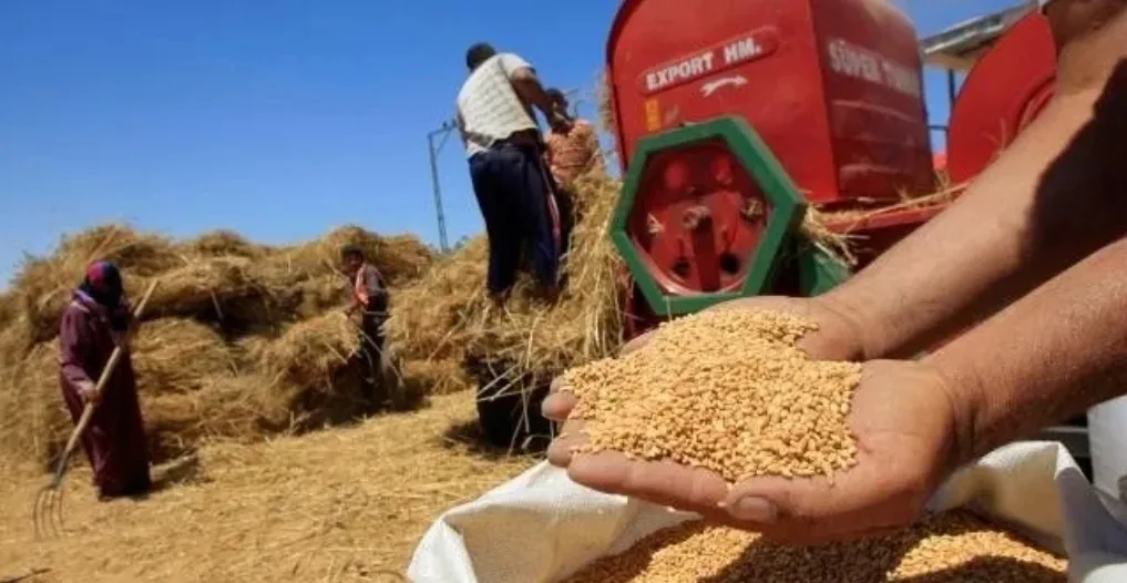 المغرب على أبواب أضخم عملية استيراد للقمح