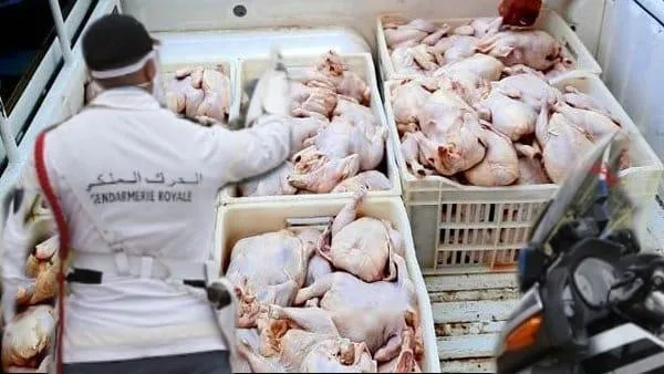 مداهمة : الدرك الملكي يحبط عملية تهريب لحم دجاج غير صالح للاستهلاك بمراكش