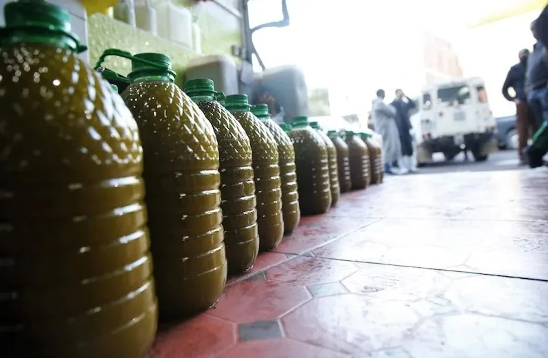 الحكومة المغربية تستعد لاستيراد زيت الزيتون لمواجهة نقص الإنتاج بسبب الجفاف
