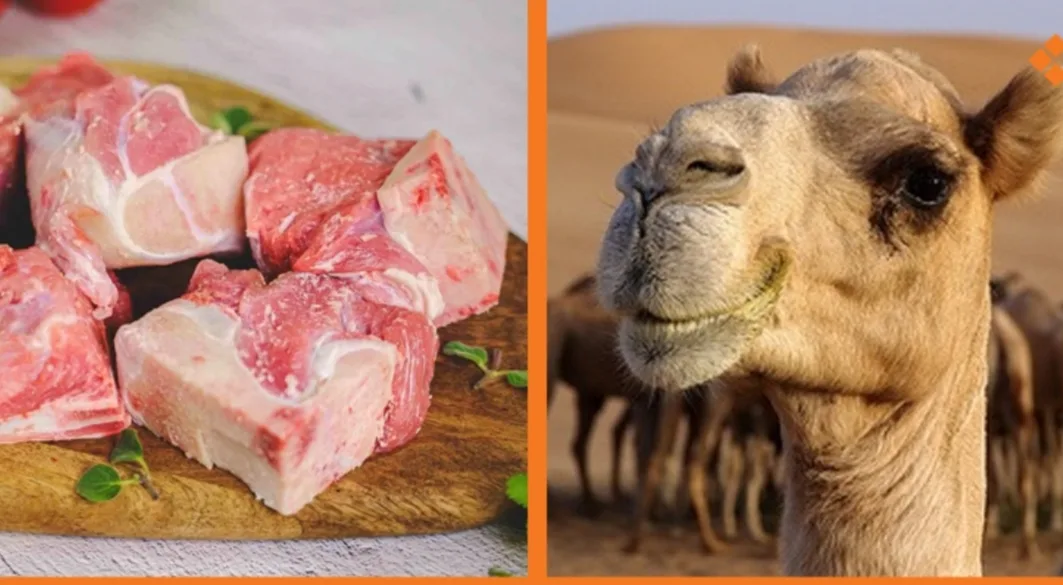 بعد الدجاج والبقري والغنمي … أسعار لحوم الإبل تصل عنان السماء في المغرب