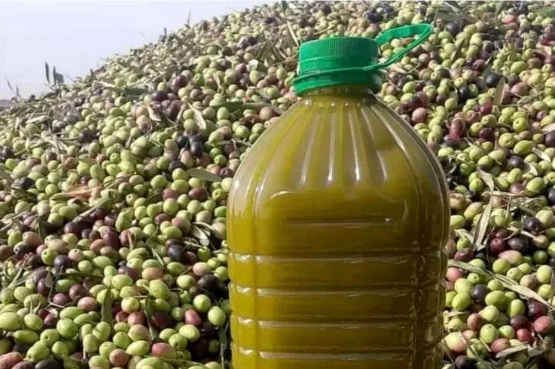 زيت الزيتون في بلد الإنتاج “المغرب” يحطم كل الأرقام العالمية ويصل إلى 150 درهم للتر