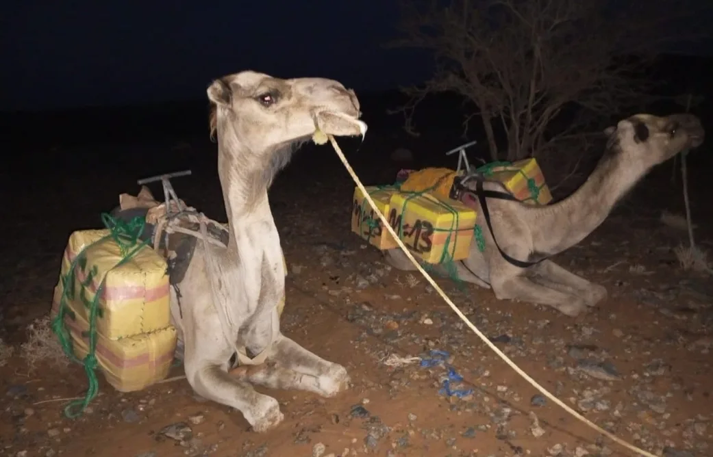 قيل أنها تعود للبارون “طاحت” … حجز حوللي نصف طن من الحشيش على ظهر جمال بحدود فكيك مع الجزائر