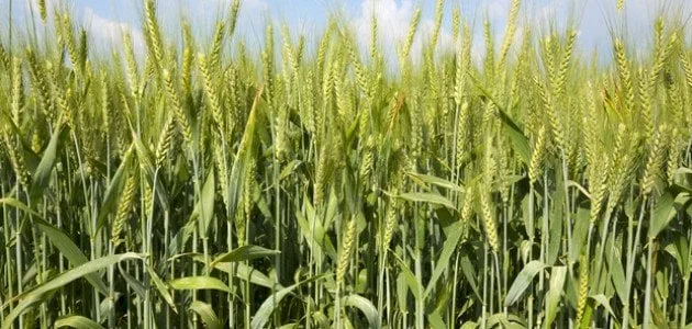 تراجع الأسعار العالمية يعزز واردات المغرب من الحبوب خلال صيف 2024