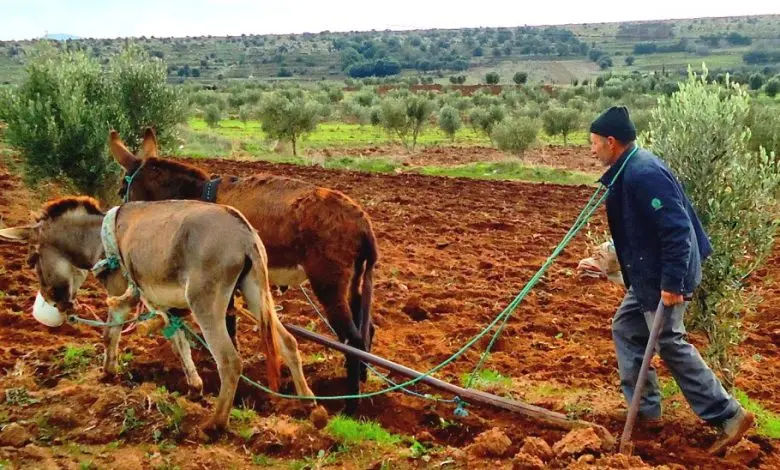 أمطار متفرقة تنعش آمال الفلاحين في المغرب وتجدد النشاط الزراعي