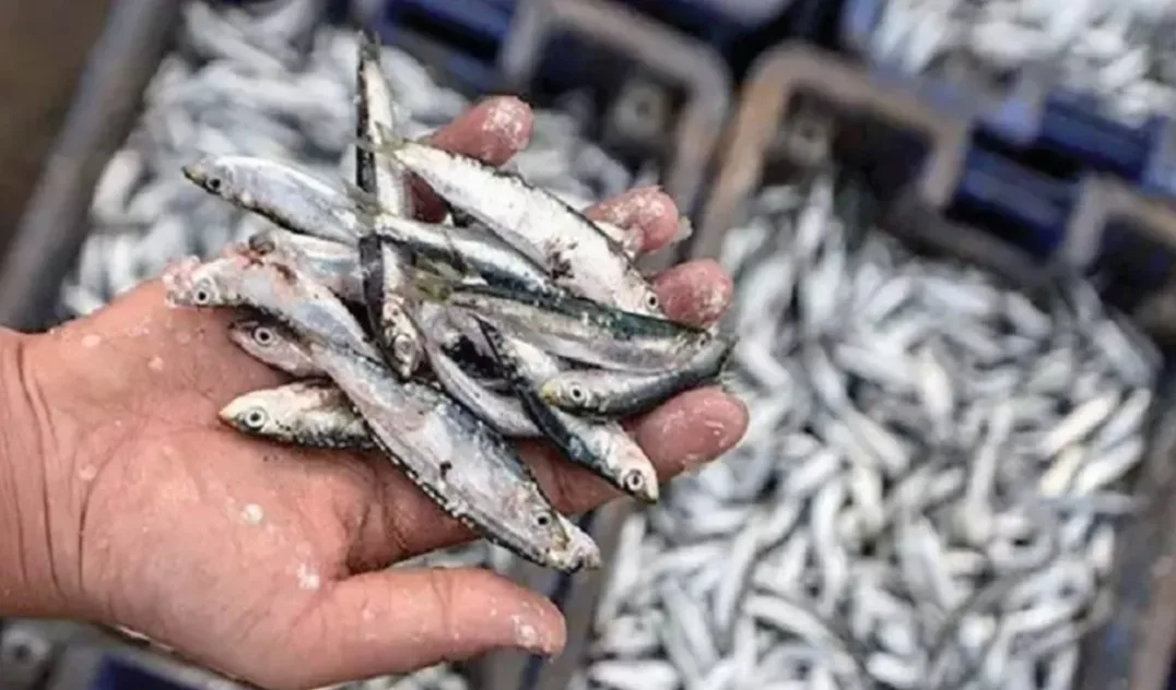 أسعار السردين تعاود الصعود لتتجاوز 20 درهما للكيلوغرام