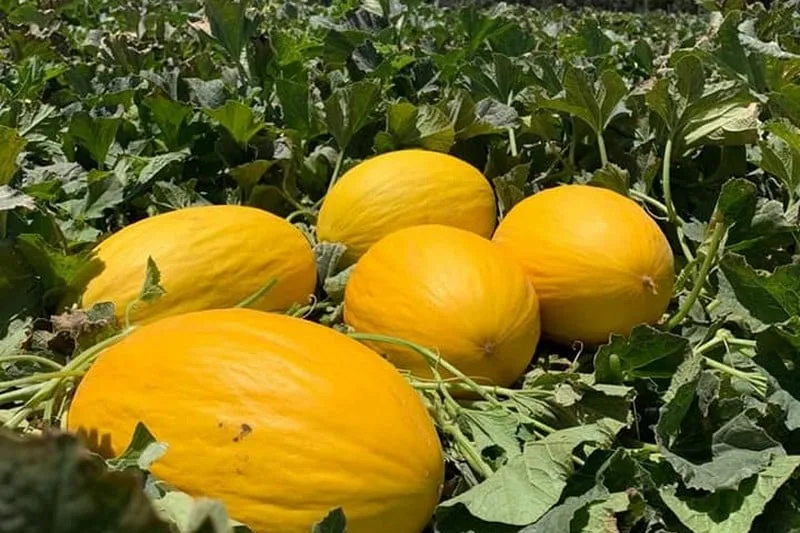 تحذيرات من زراعة البطيخ في الجنوب الشرقي.. تهديد جديد للموارد المائية