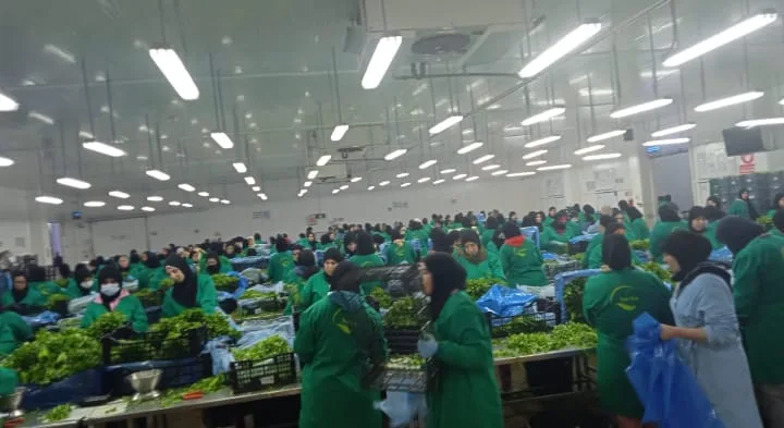 إعلان عن فرص عمل في صناعة الأعشاب العطرية و المجال الزراعي ببوعرك ضواحي الناظور