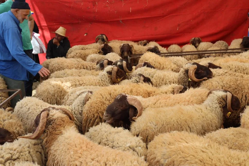 إطلاق إحصاء شامل للماشية بالمغرب لحماية السلالات المحلية وتعزيز الأمن الغذائي