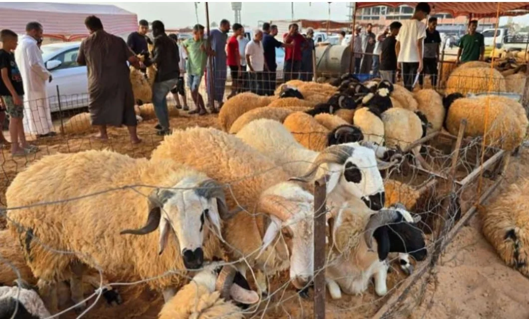 لأنه لم يحقق الأهداف … الحكومة المغربية تقرر إلغاء دعم شراء أضاحي العيد من الخارج