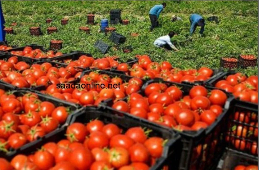 الطماطم تتجاوز 8 دراهم … وتشعل غضب المغاربة