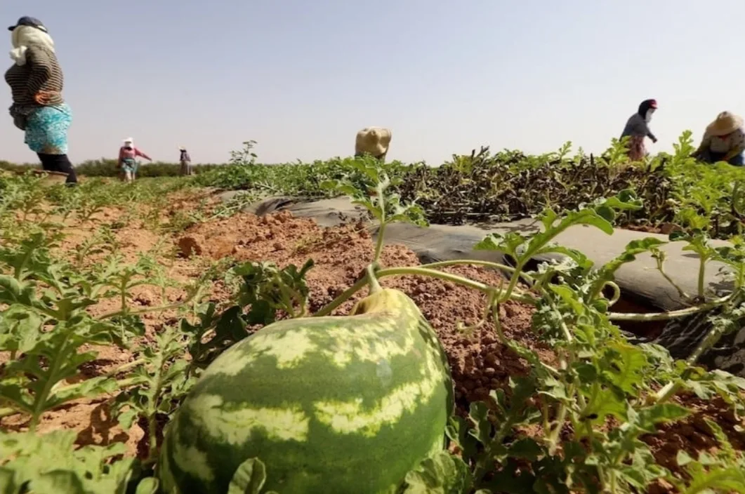 قرار بمنع زراعة “الدلاح” في المغرب