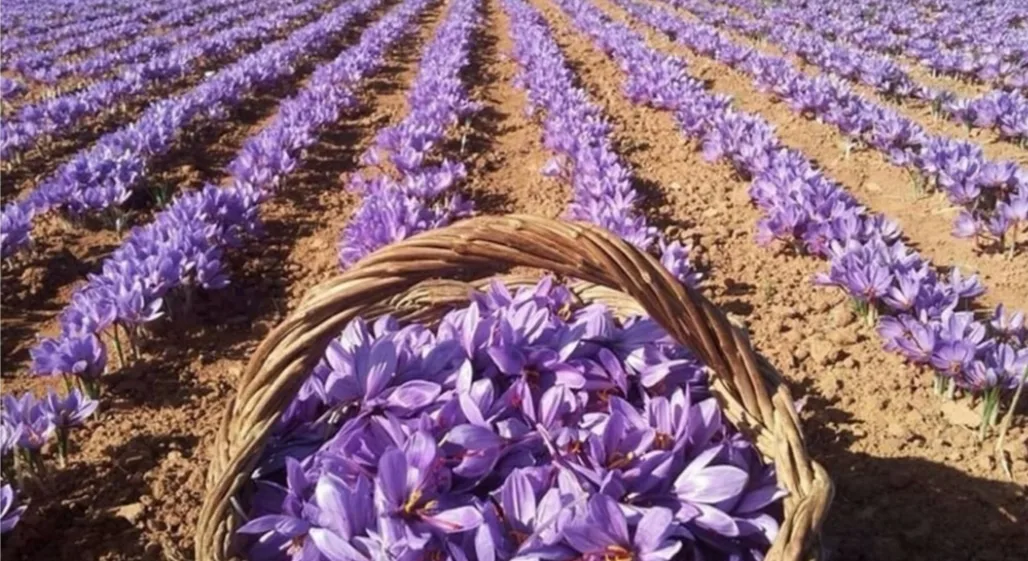 زراعة نموذجية للزعفران ببركان