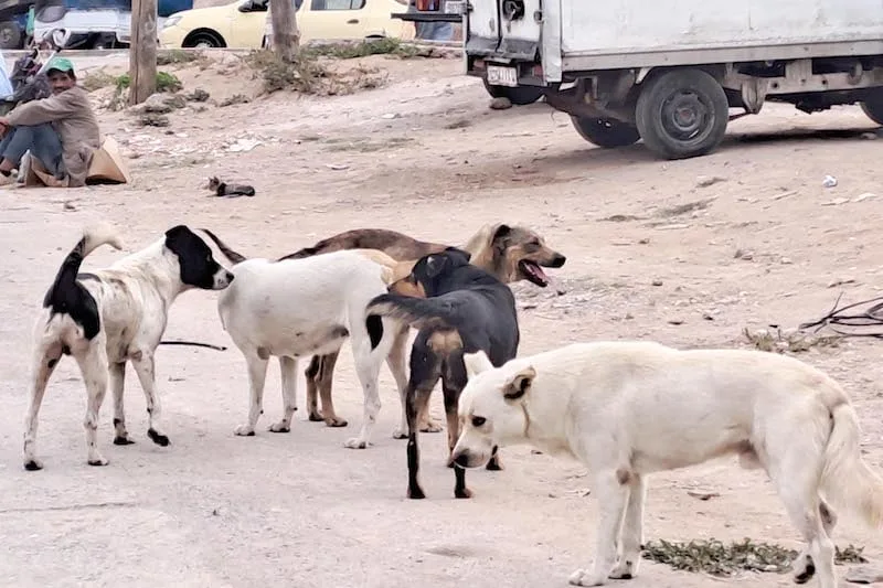 دعوة لتجريم قتل وتعذيب الحيوانات في المغرب