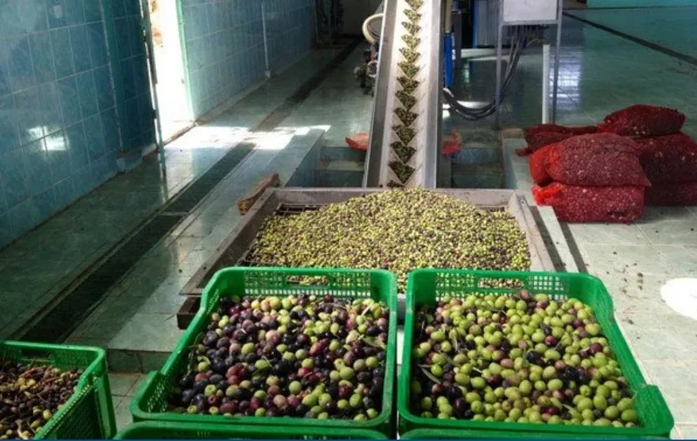 الدرك الملكي يحجز 4 أطنان من زيت الزيتون المشبوهة بدار ولد زيدوح بلفقيه بنصالح