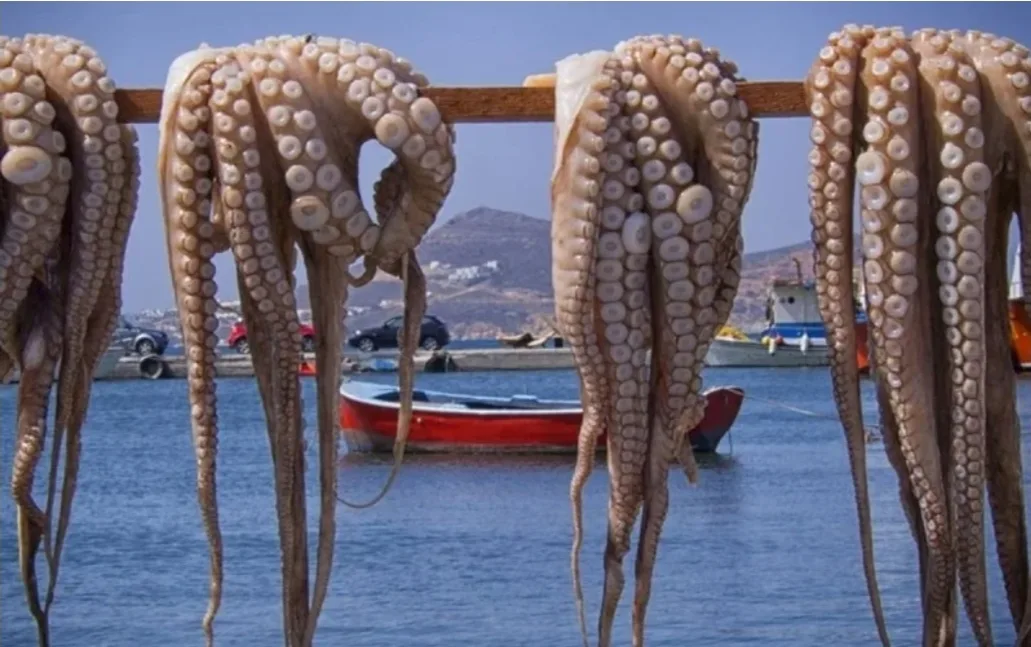 السماح بصيد الأخطبوط بسواحل جنوب المغرب