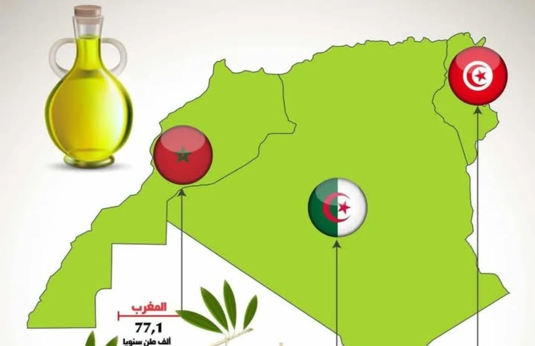 بعد أن كان من كبار المصدرين عالميا … المغرب يتأخر على تونس في إنتاج زيت الزيتون “عربيا”