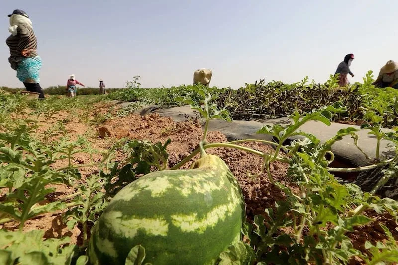 زراعة البطيخ الأحمر تهدد المياه بإقليم زاكورة وجمعيات بيئية تدعو الداخلية للتدخل