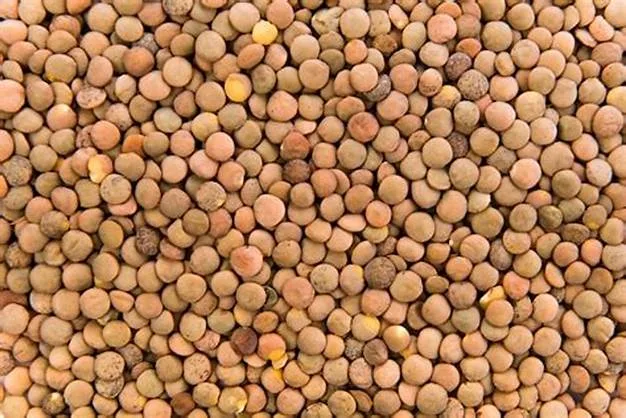 التساقطات المطرية الأخيرة..بارقة أمل للقطاع الفلاحي في المغرب