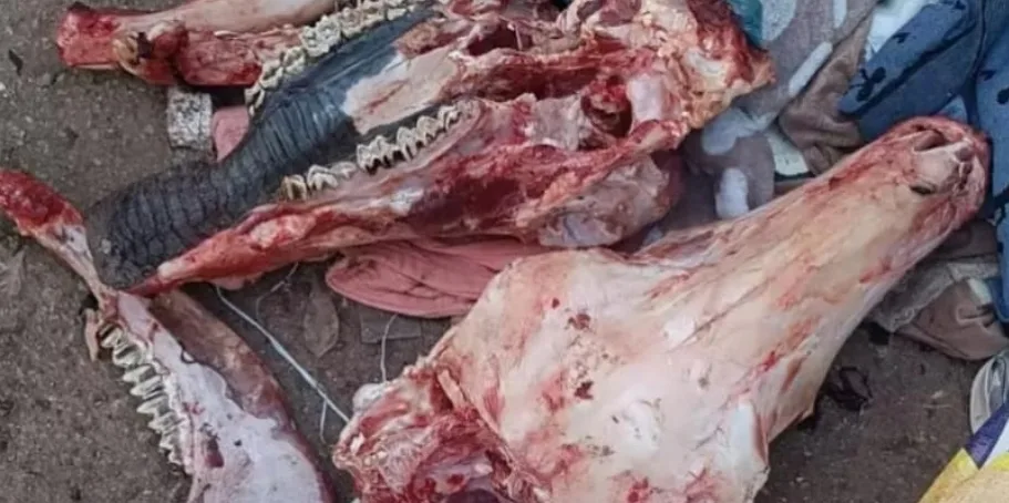 قد تستعمل في تحضير “الصوصيط والكفتة” … العثور على لحوم حمير بمكناس