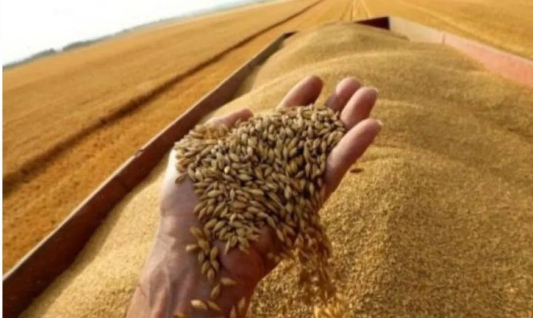 بلغاريا أكبر مصدر للقمح اللين نحو المغرب