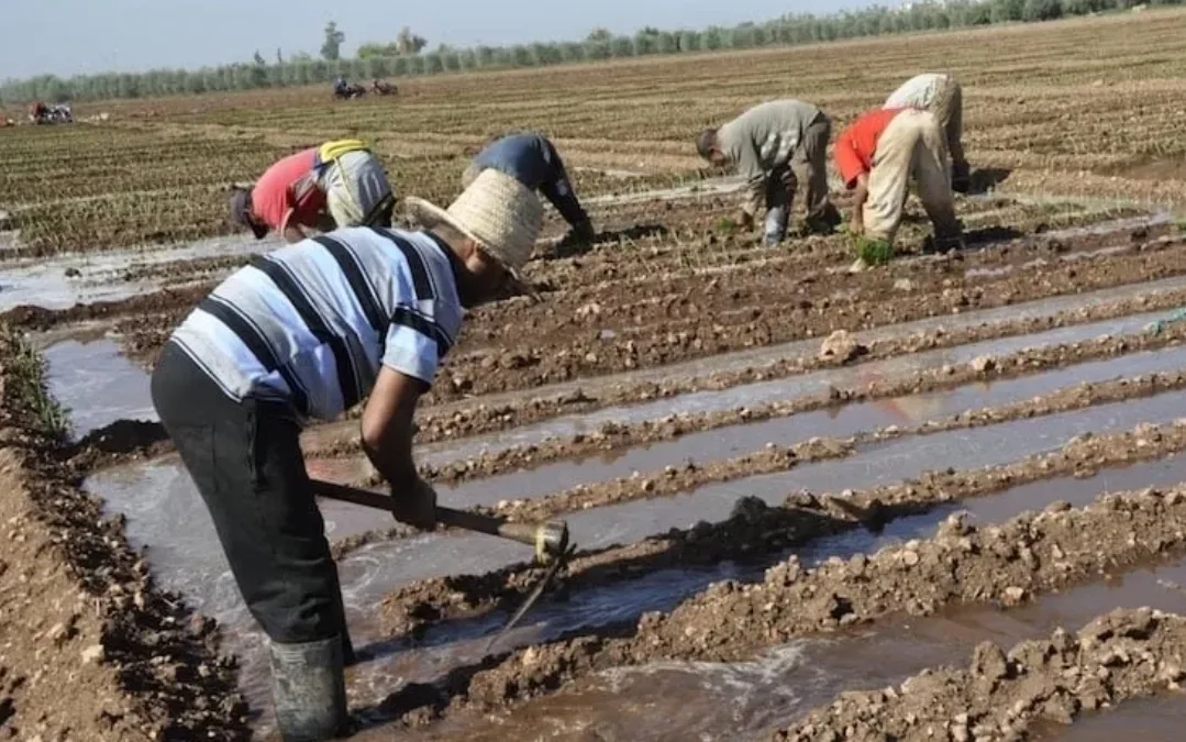 تحقيق قضائي في فضيحة سقي المزروعات بمياه “بوخرارب” بالنواصر