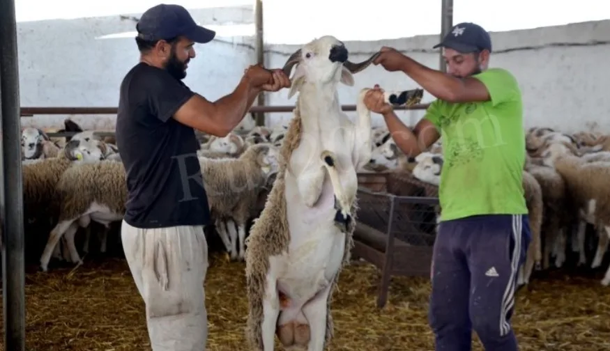 المغرب يقرر رسميا إلغاء شعيرة عيد الأضحى لسنة 2025