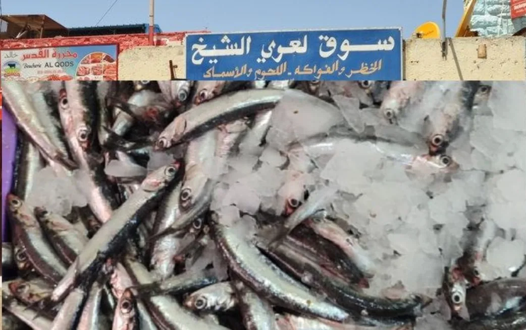 فوضى أسماك “البوقرونيس” …  في أسواق أزغنغان ب 10 دراهم وفي الناظور المجاورة ب 25 درهما … أين لجنة مراقبة الأسعار ؟