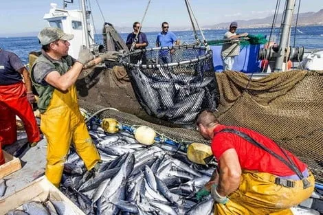 دراسة ميدانية لواقع شباك الصيد البحري في المغرب