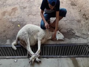 شائعات الغرامات على ذبح الأضحية تثير الجدل.. خبراء ينفون ويؤكدون حرية الشعيرة