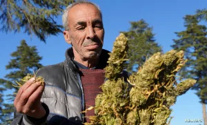 شركة هولندية تفتح قنوات لتوريد “الحشيش المغربي” بسبب أزمة في السوق المحلية