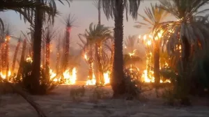 دعوات لإقرار سياسات شاملة لإنقاذ الواحات من الحرائق والاندثار