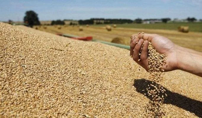تقرير أمريكي: المغرب يقلص وارداته من القمح بفضل تحسن الإنتاج المحلي وتعدد الشركاء التجاريين
