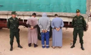 إنجاز الأغبياء … الجزائر تهلل بعد إلقاء القبض على 27 بقرة إفريقية