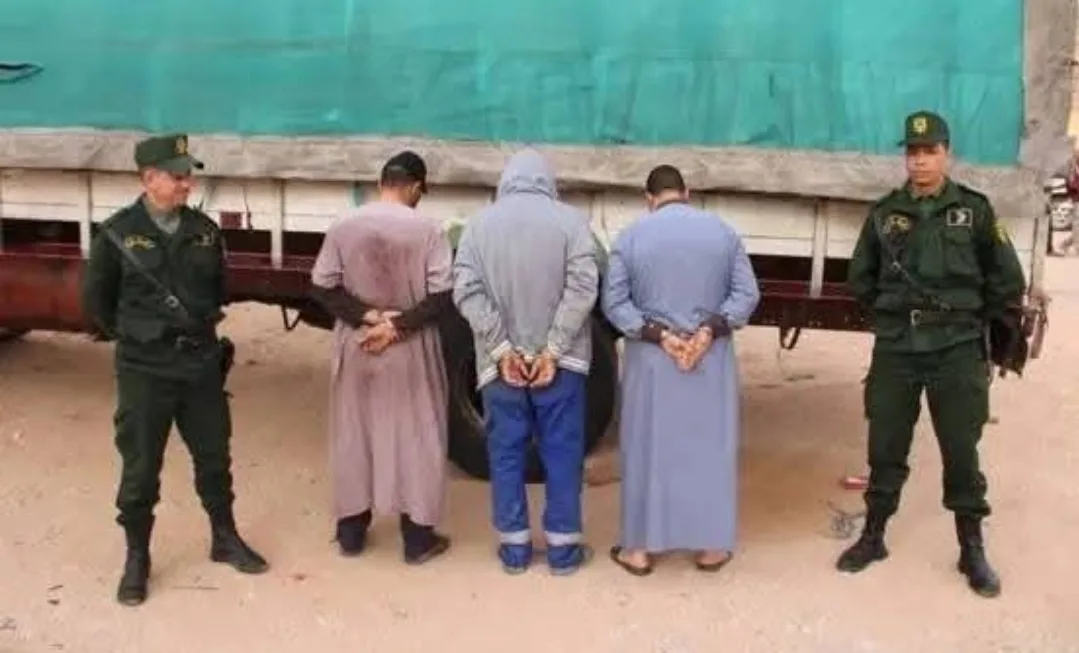 إنجاز الأغبياء … الجزائر تهلل بعد إلقاء القبض على 27 بقرة إفريقية