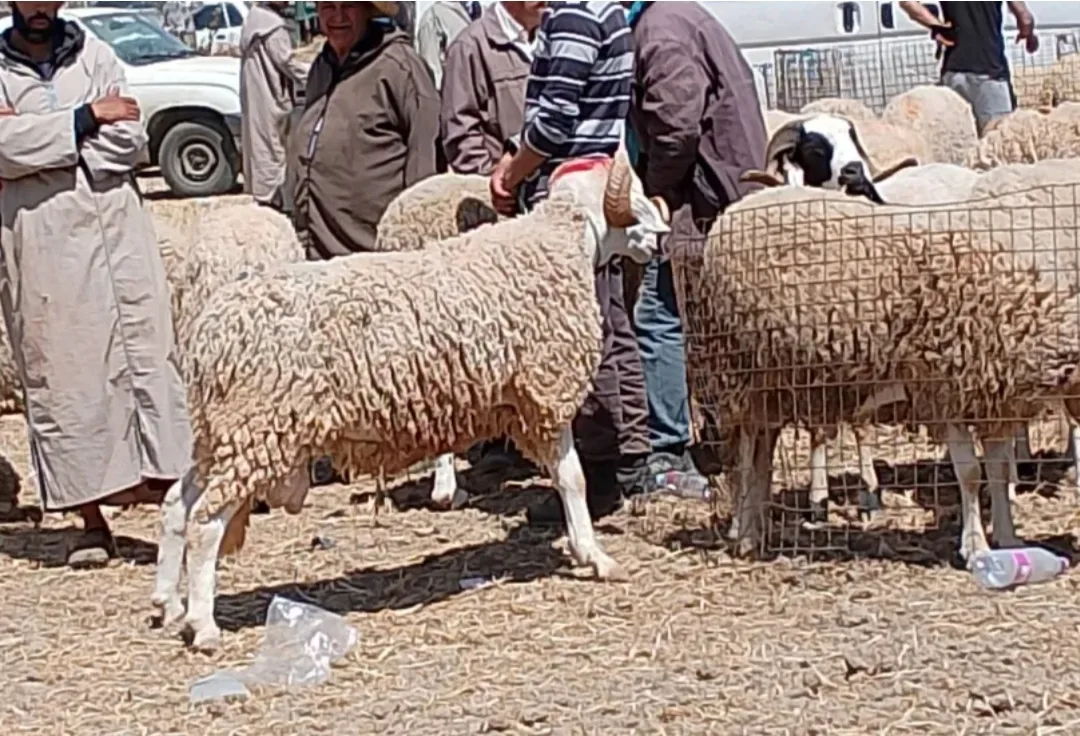 أضحية العيد تُلغى بأمر ملكي … ولكن إمزورن وسلطاتها خارج التغطية  !